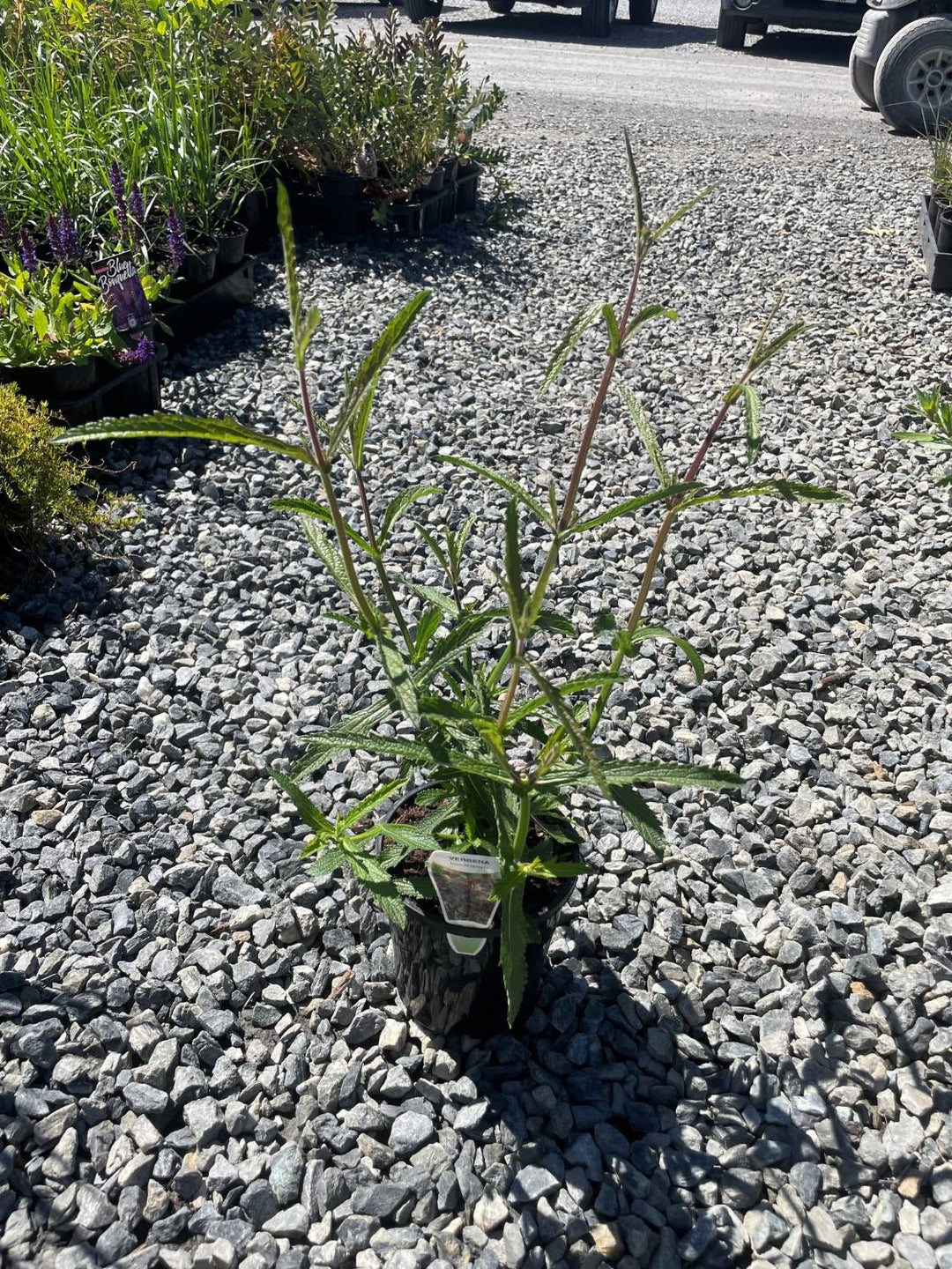 Verbena Bonariensis 140mm Pot for sale Adelaide Plant Co