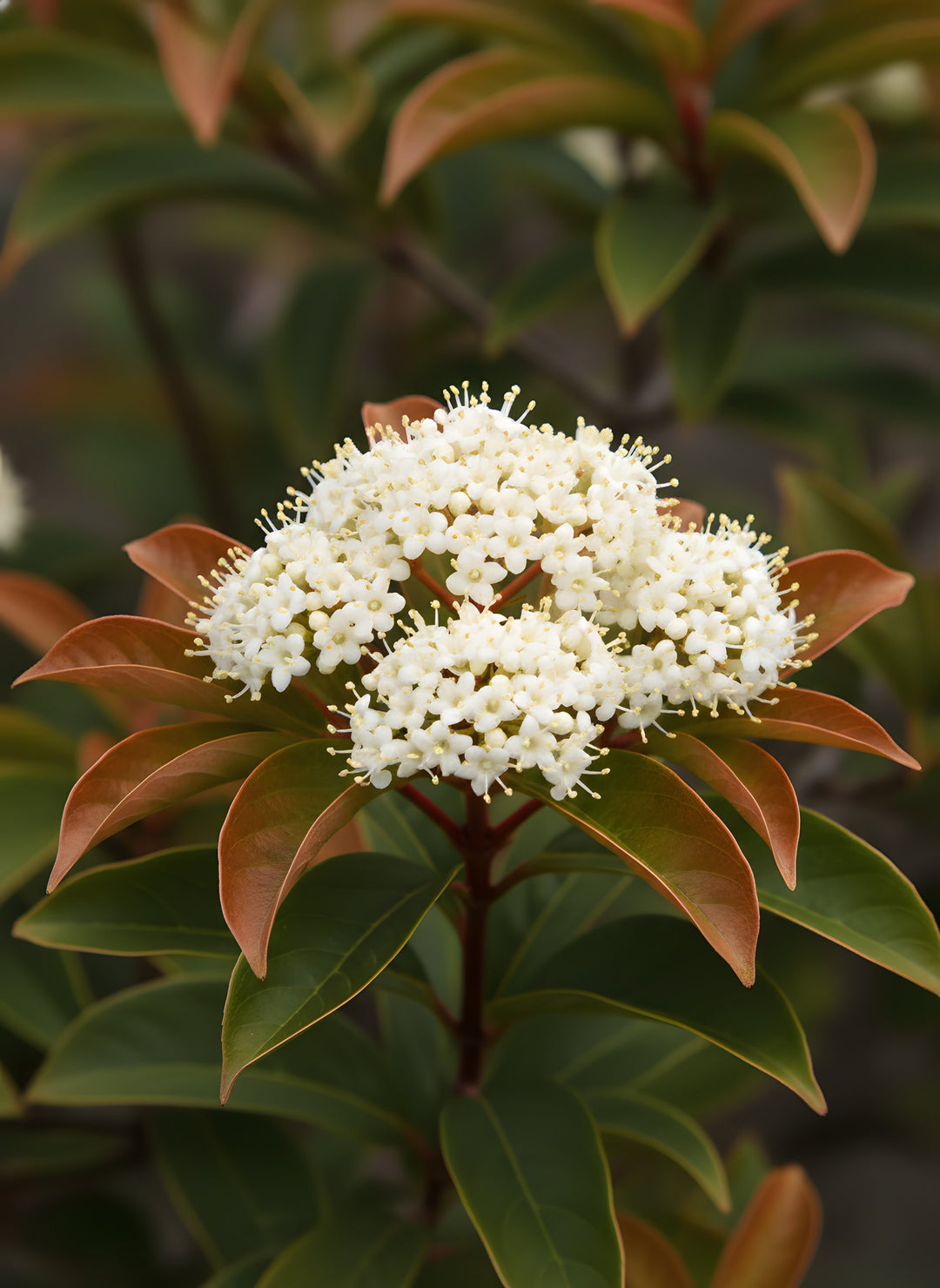 Viburnum Odoratissimum 'Coppertop' 200mm Pot for sale Adelaide Plant Co