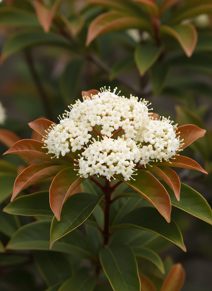Viburnum Odoratissimum &