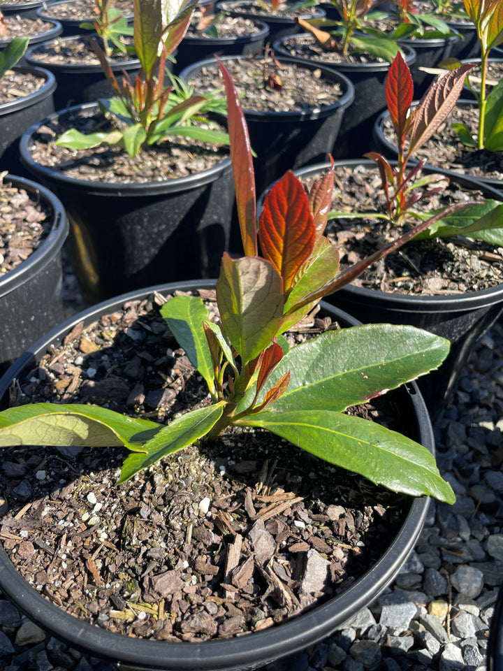 Viburnum Odoratissimum 'Coppertop'