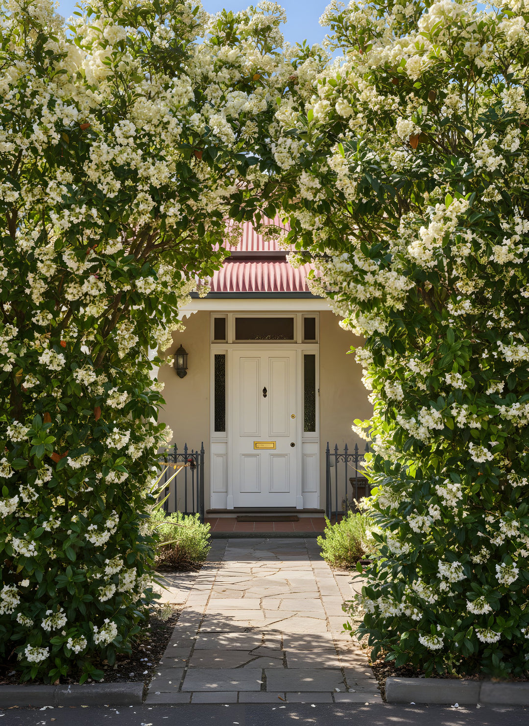 Viburnum Odoratissimum 250mm Pot for sale Adelaide Plant Co