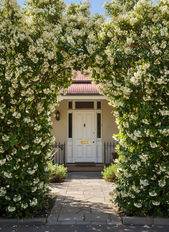 Viburnum Odoratissimum 250mm Pot for sale Adelaide Plant Co