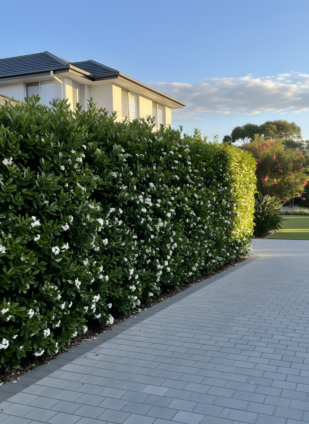 Viburnum Odoratissimum 140mm Pot for sale Adelaide Plant Co