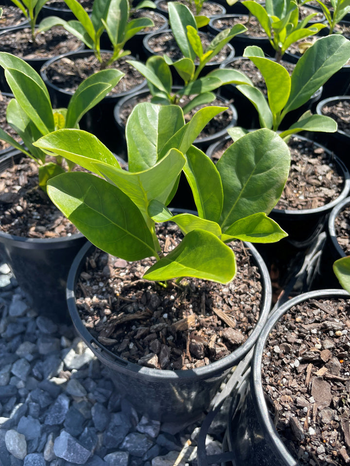 Viburnum Odoratissimum