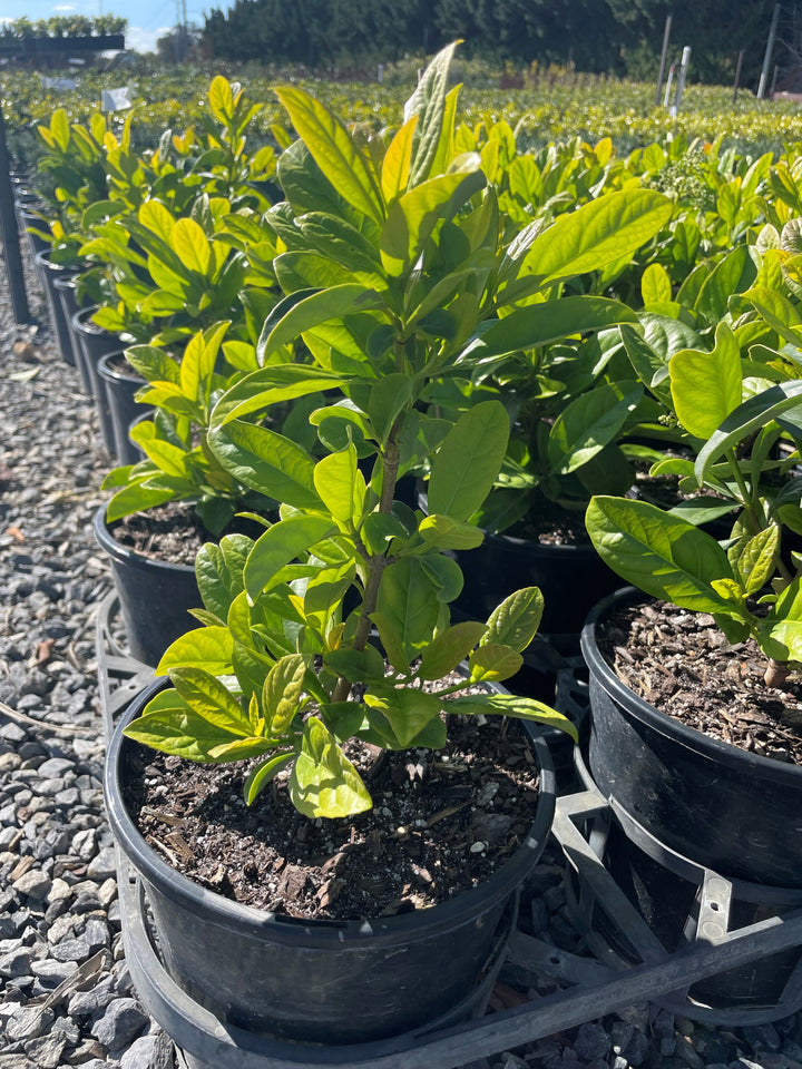 Viburnum Odoratissimum