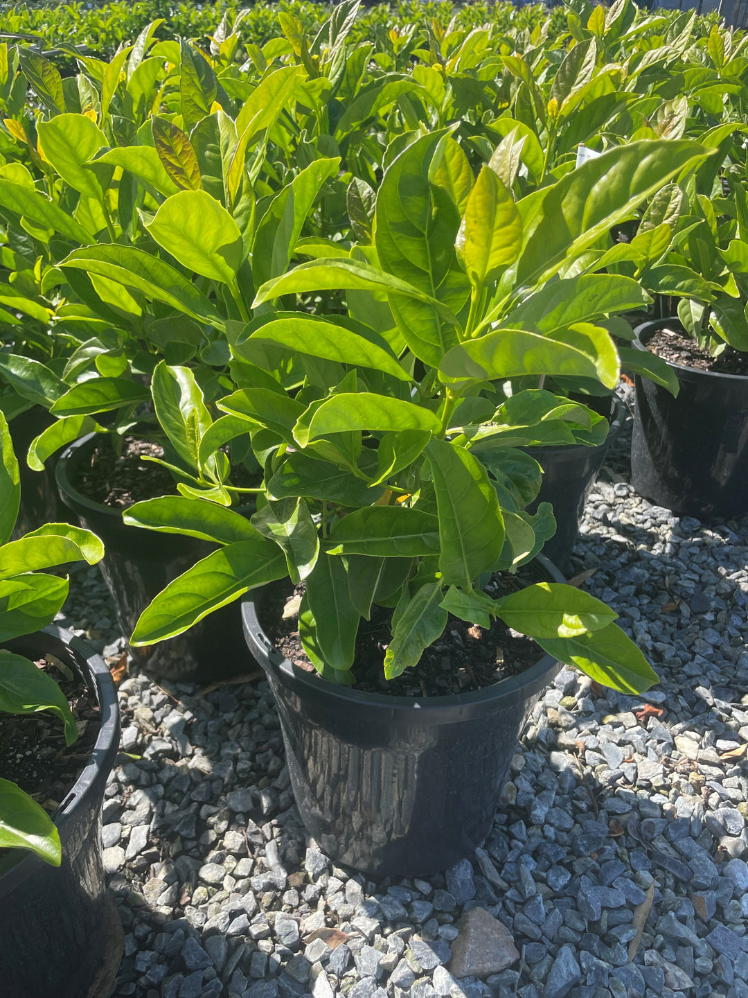 Viburnum Odoratissimum