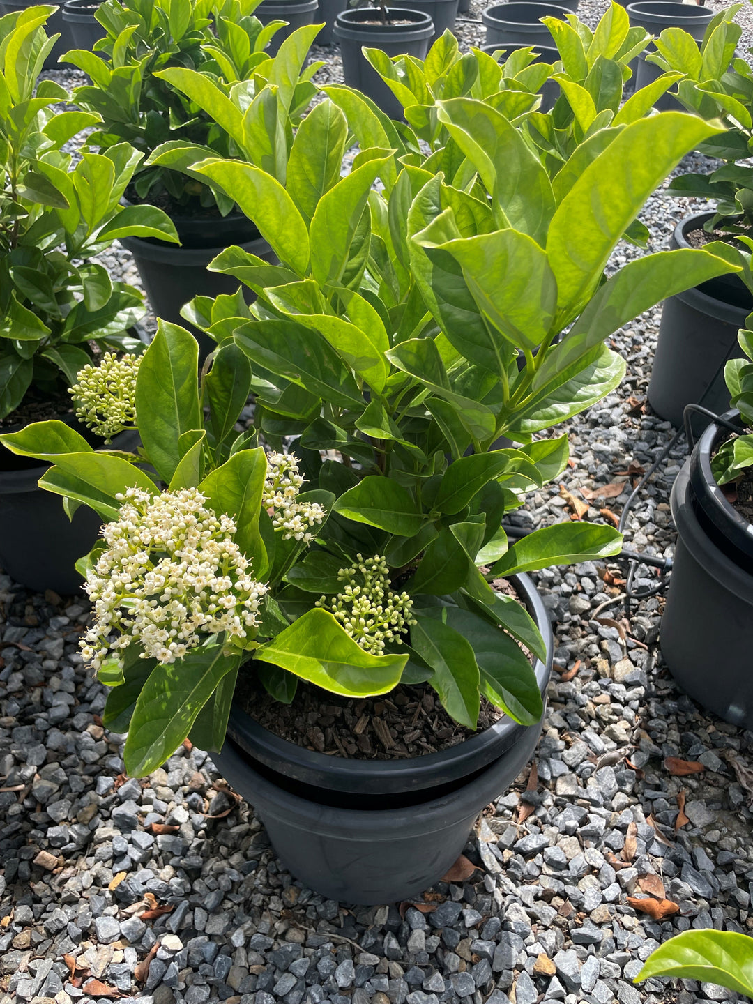 Viburnum Odoratissimum
