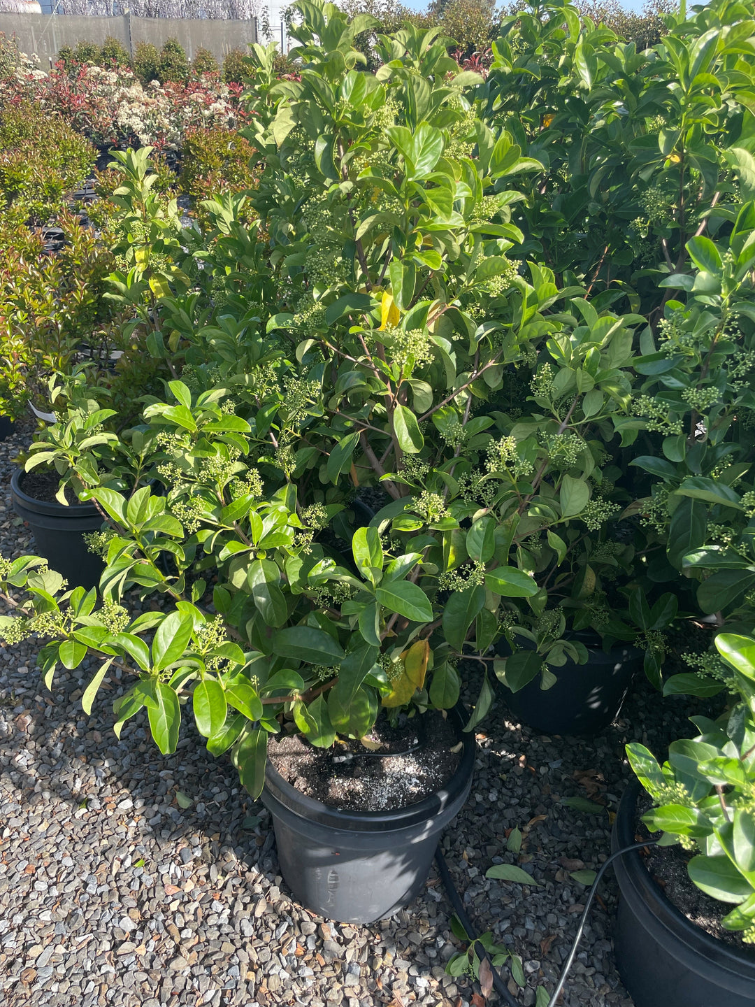 Viburnum Odoratissimum