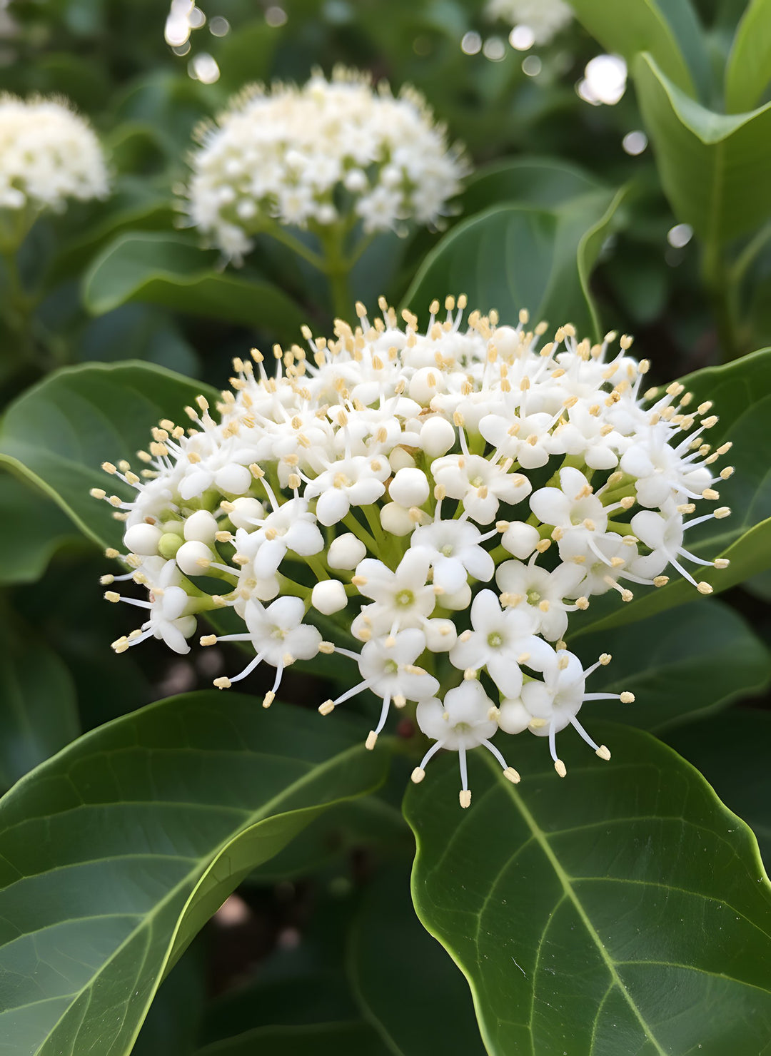 Viburnum Odoratissimum 300mm Pot for sale Adelaide Plant Co