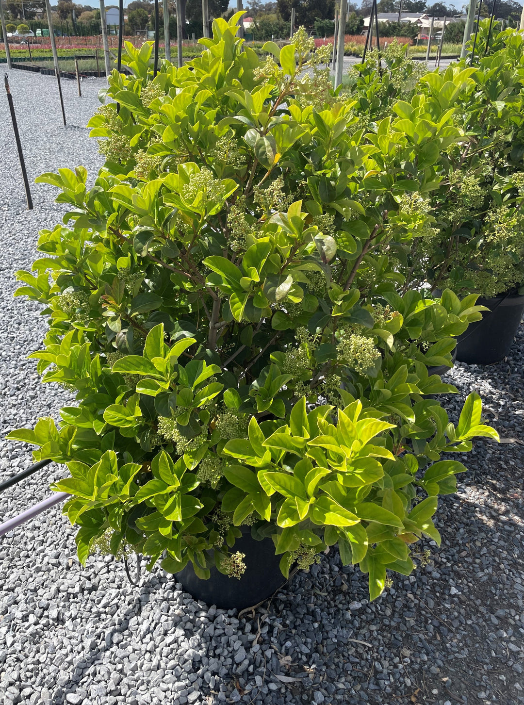 Viburnum Odoratissimum