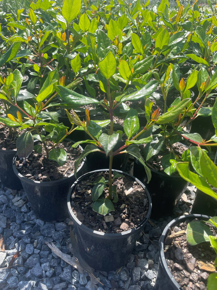 Viburnum Tinus Lucidum