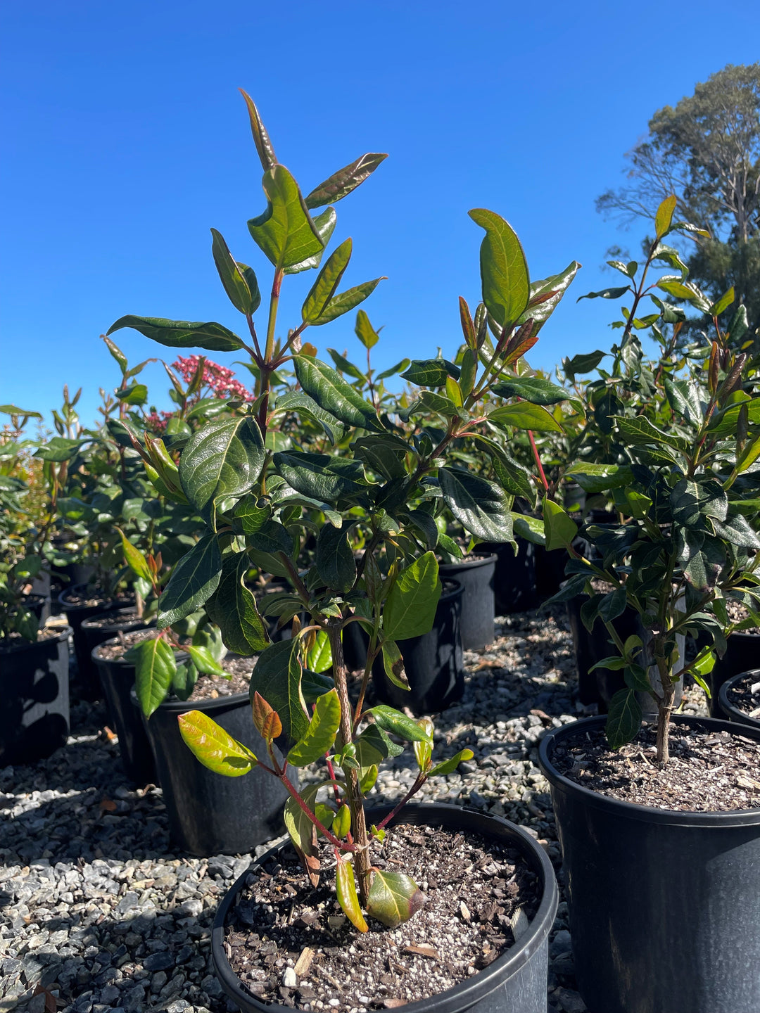 Viburnum Tinus Lucidum