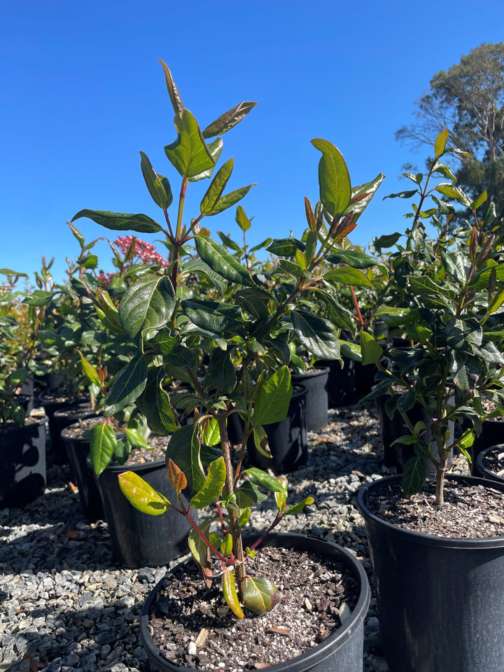 Viburnum Tinus Lucidum