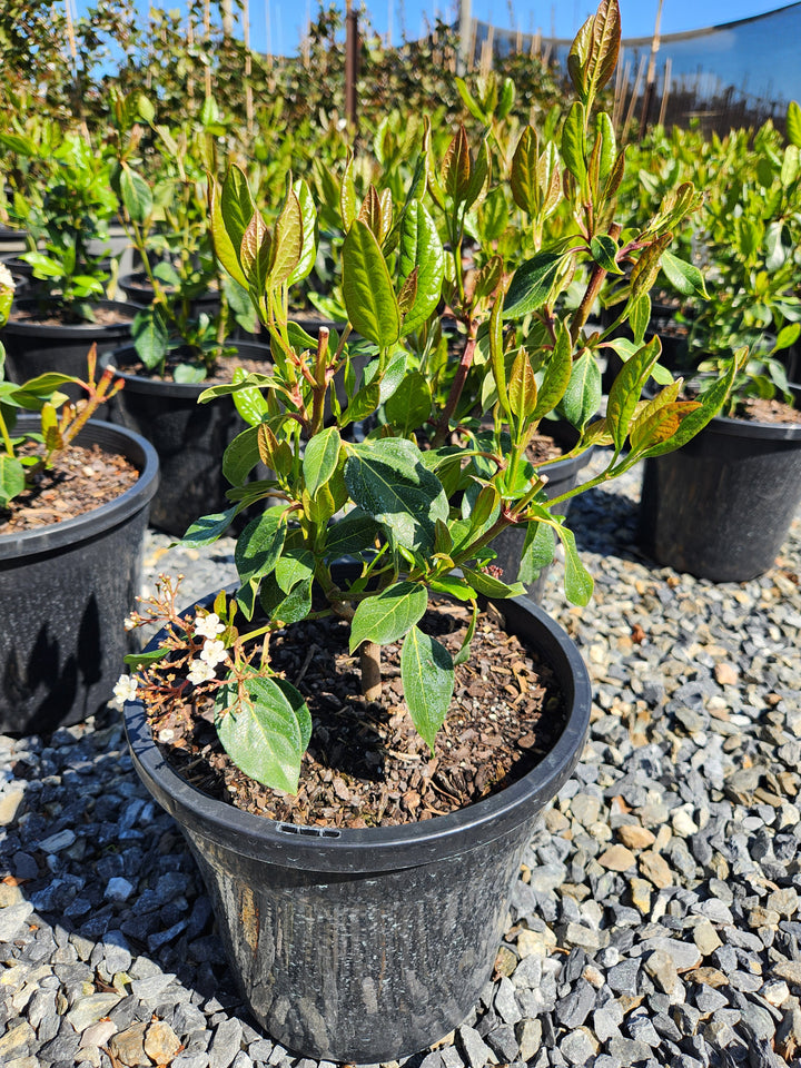 Viburnum Tinus Lucidum