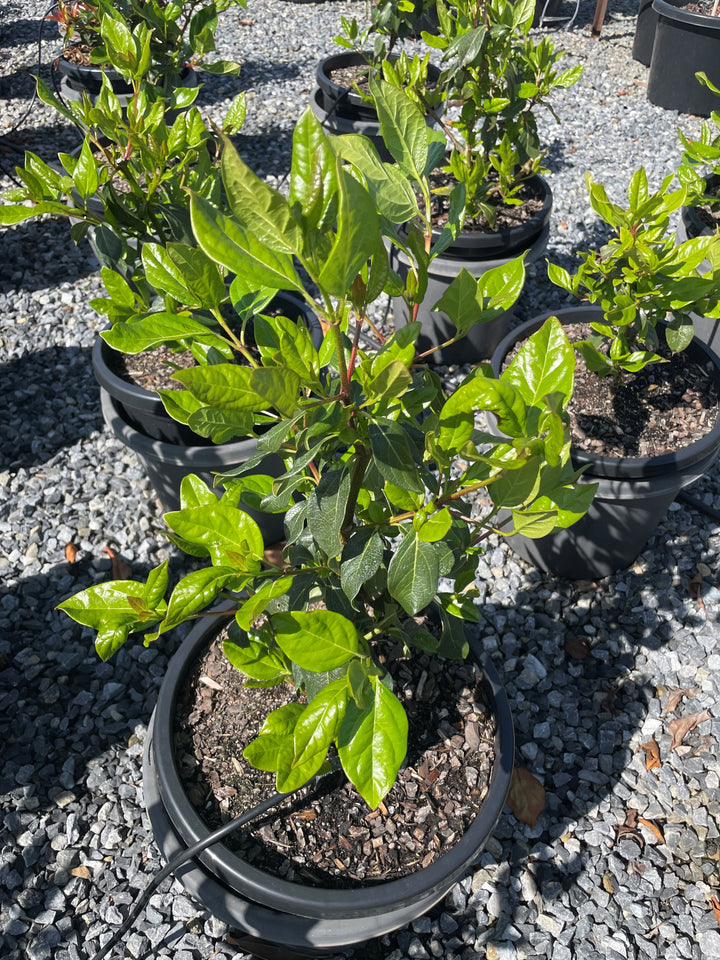 Viburnum Tinus Lucidum