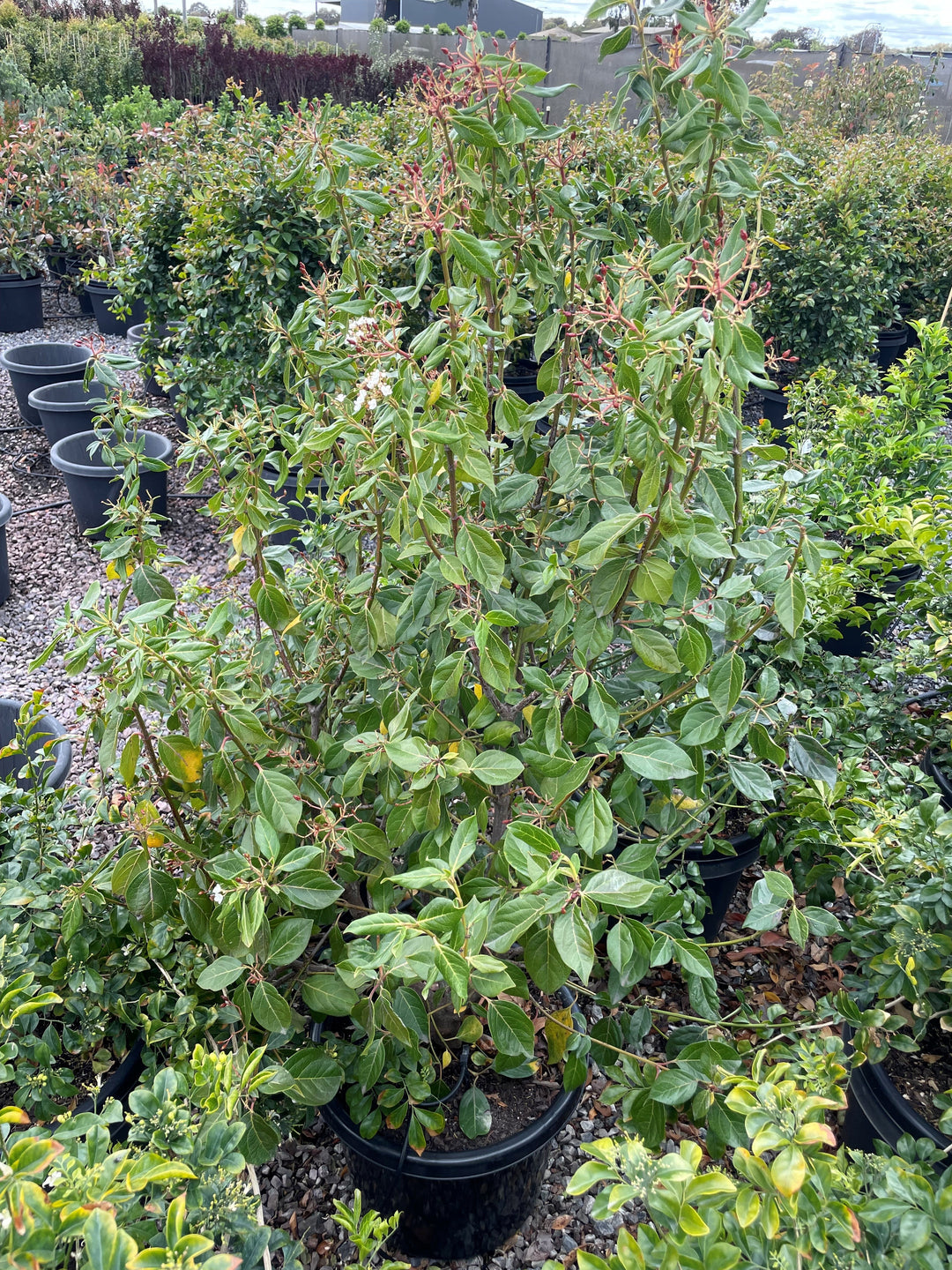 Viburnum Tinus Lucidum