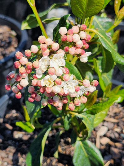 Viburnum Tinus Lucidum 140mm Pot for sale Adelaide Plant Co