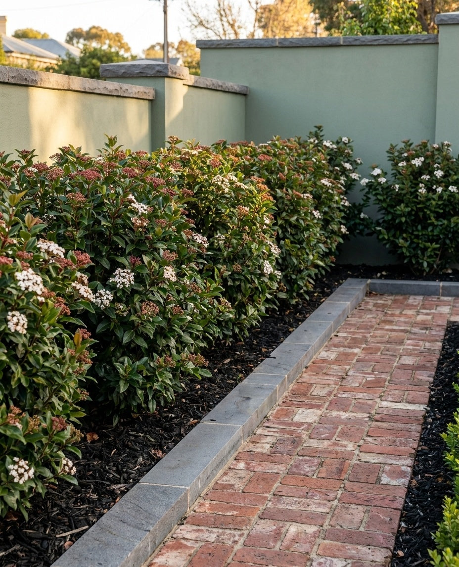 Viburnum Tinus planted as a screening row along a boundary fence, softening the fence line in an Adelaide garden.