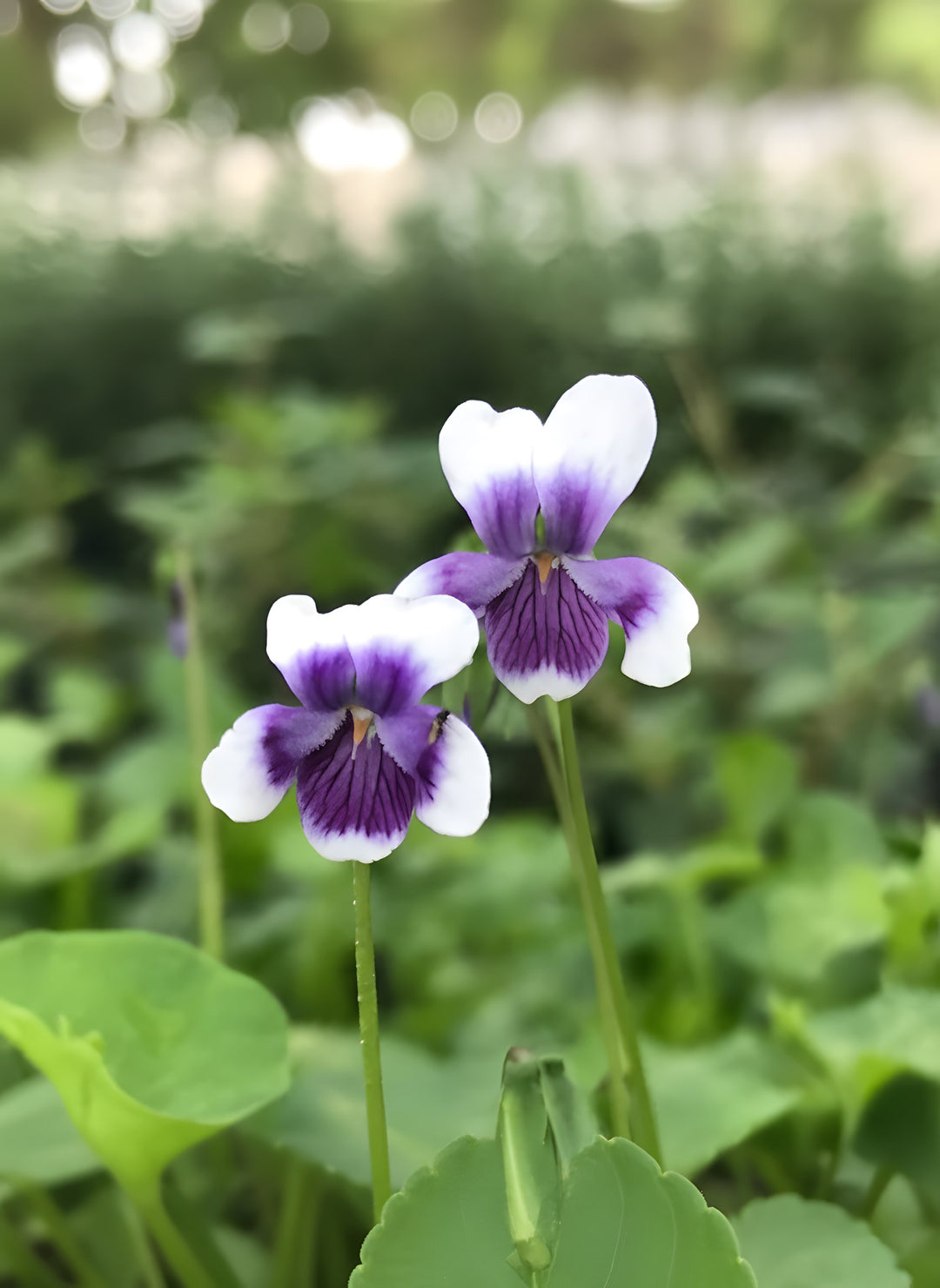 Viola Hederacea 140mm Pot for sale Adelaide Plant Co