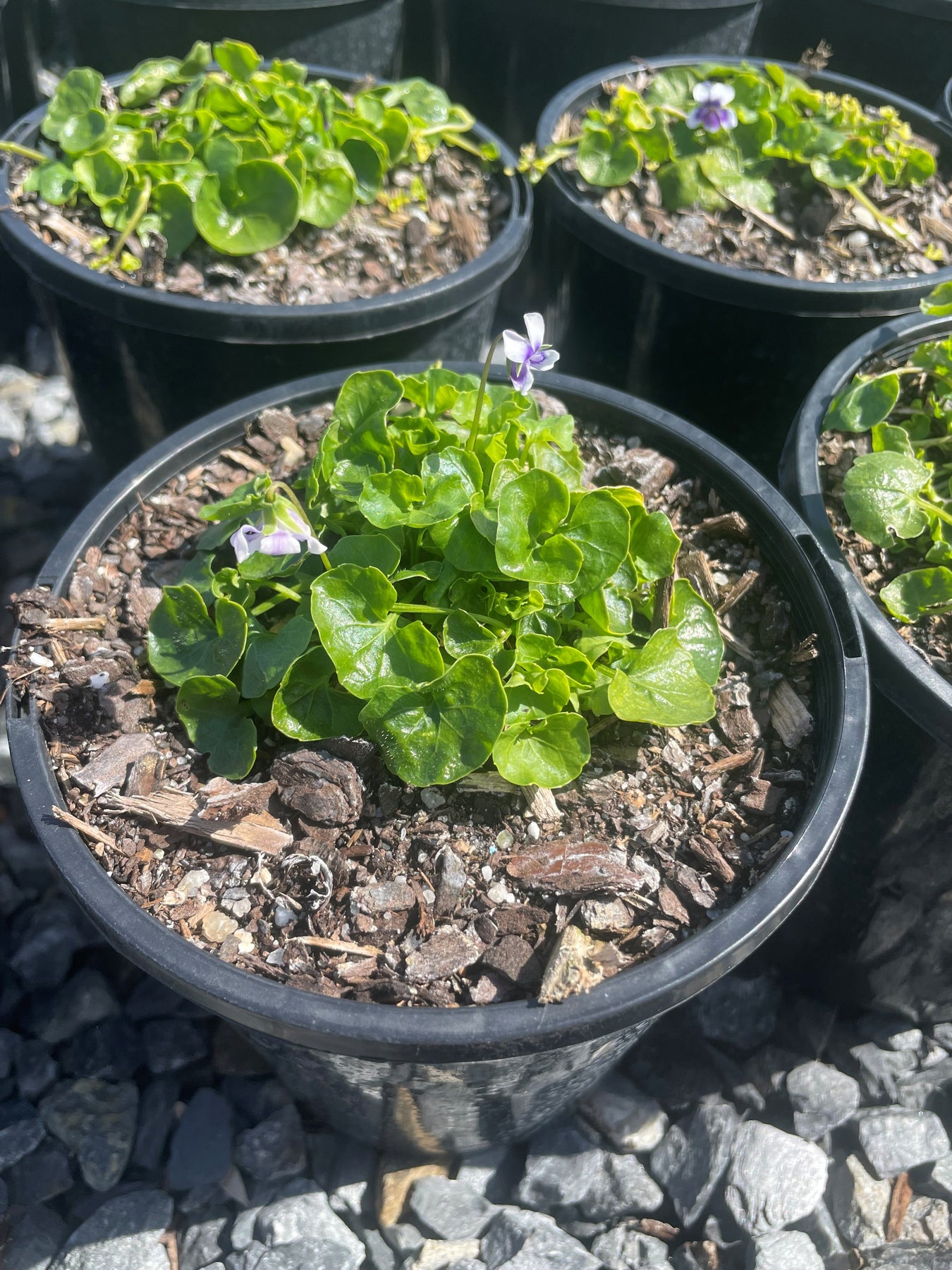 Native Viola Buy Viola Hederacea Native Australian Violet | Adelaide Plant Co