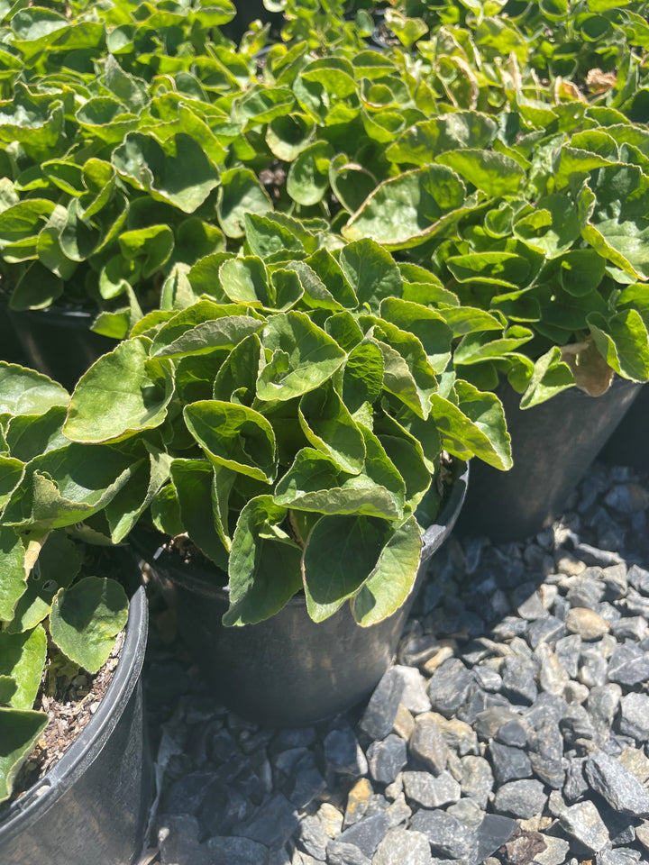 Viola odorata &