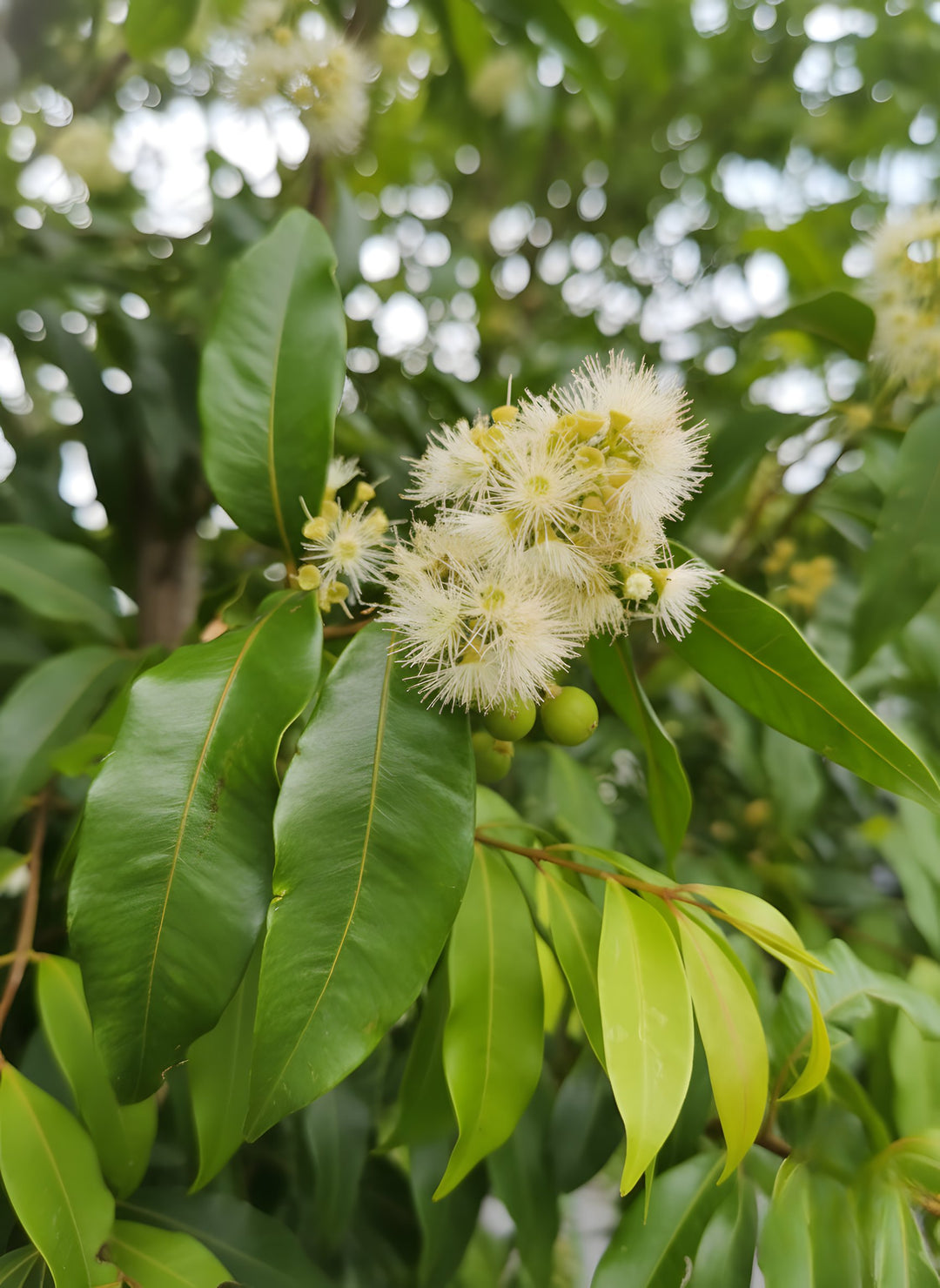 Waterhousea Floribunda &