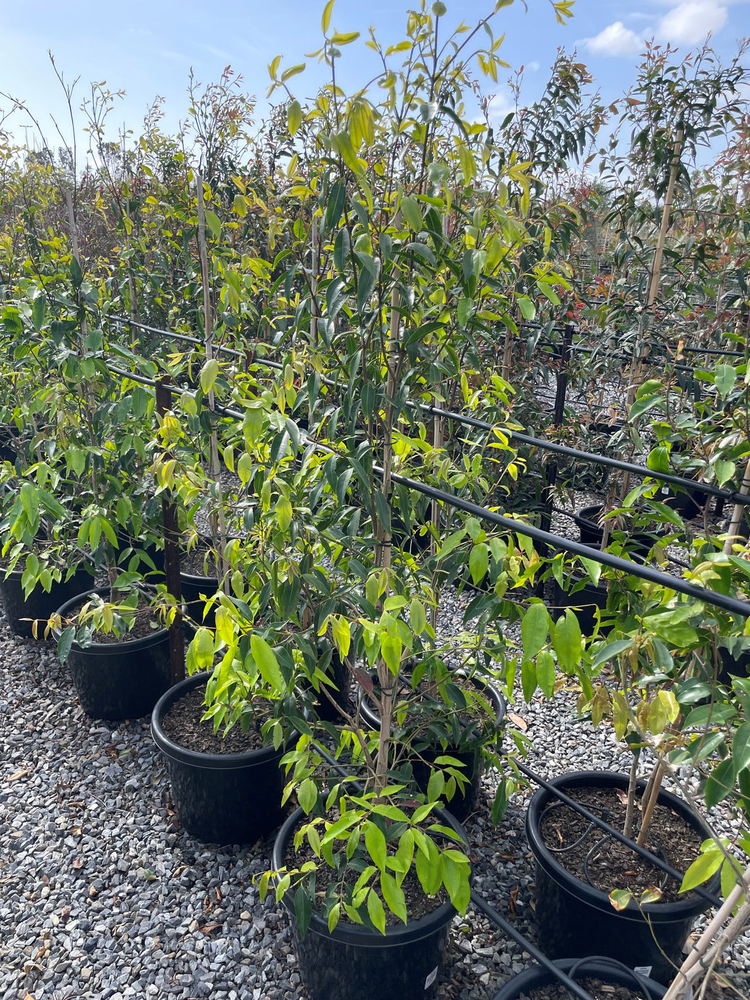 Waterhousea Floribunda 'Green Avenue'