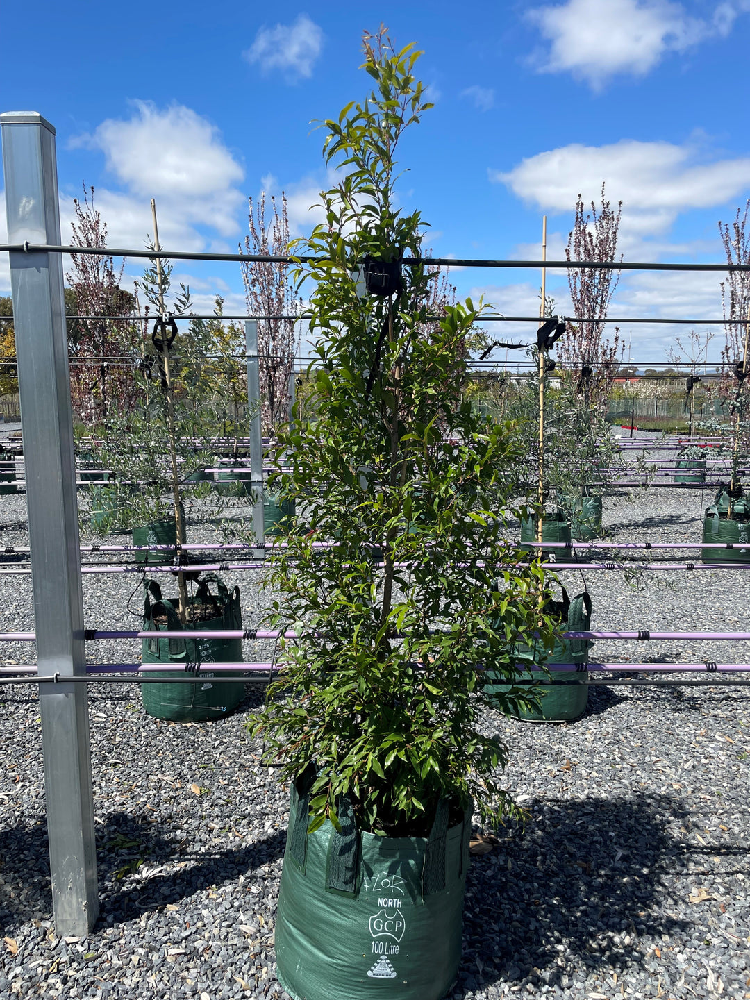 Waterhousea floribunda