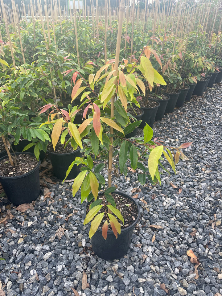 Waterhousea floribunda 200mm Pot for sale Adelaide Plant Co