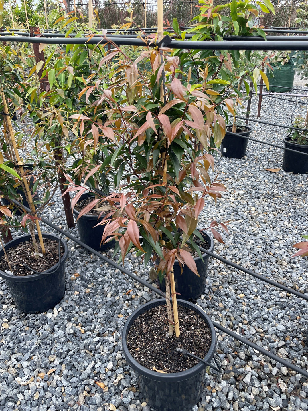 Waterhousea floribunda