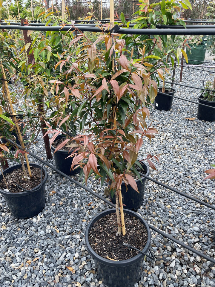 Waterhousea floribunda