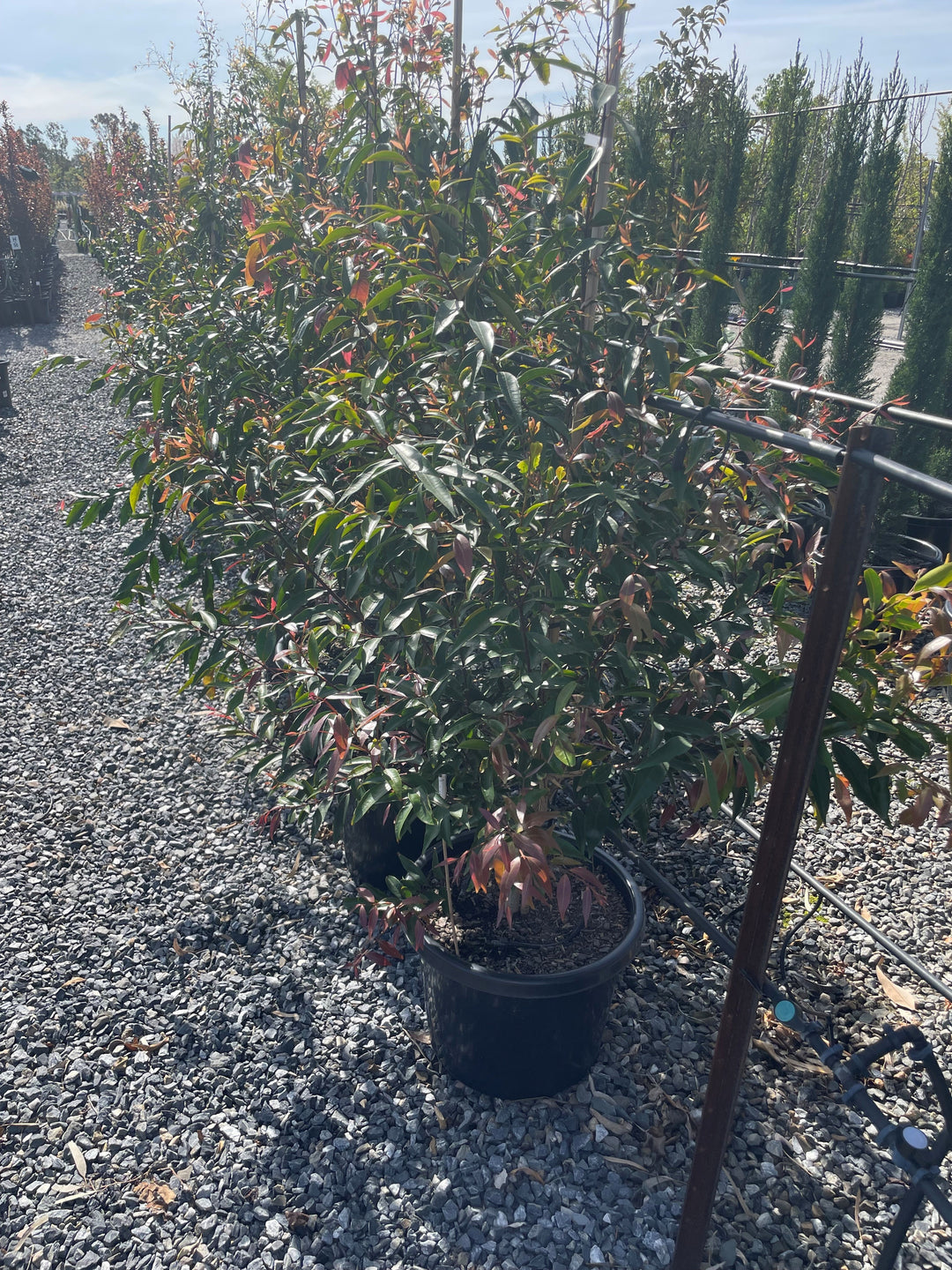 Waterhousea floribunda