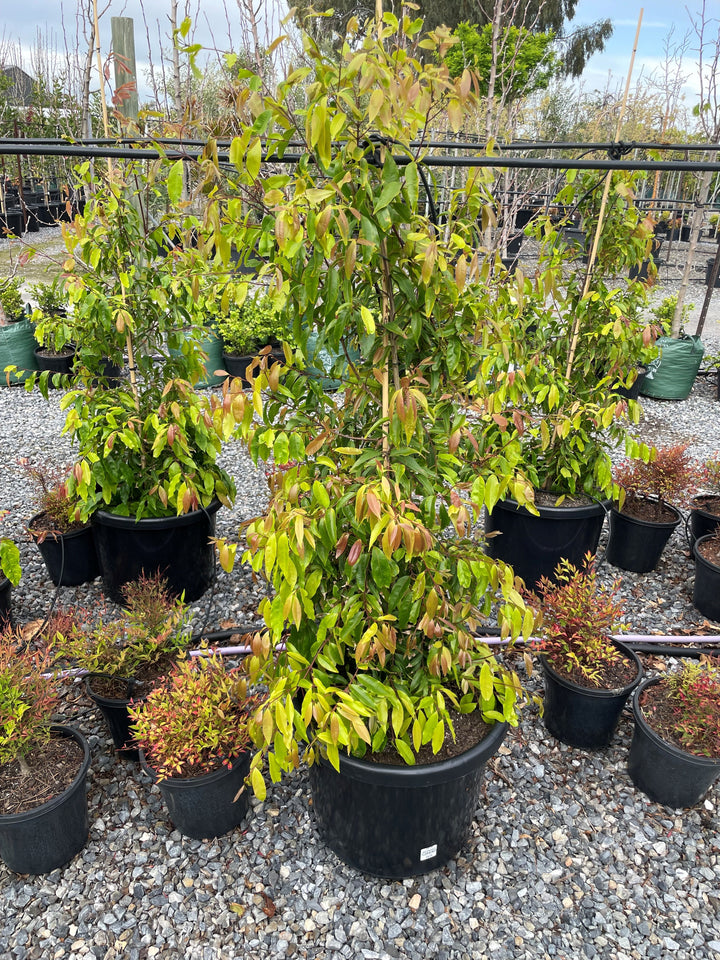 Waterhousea floribunda