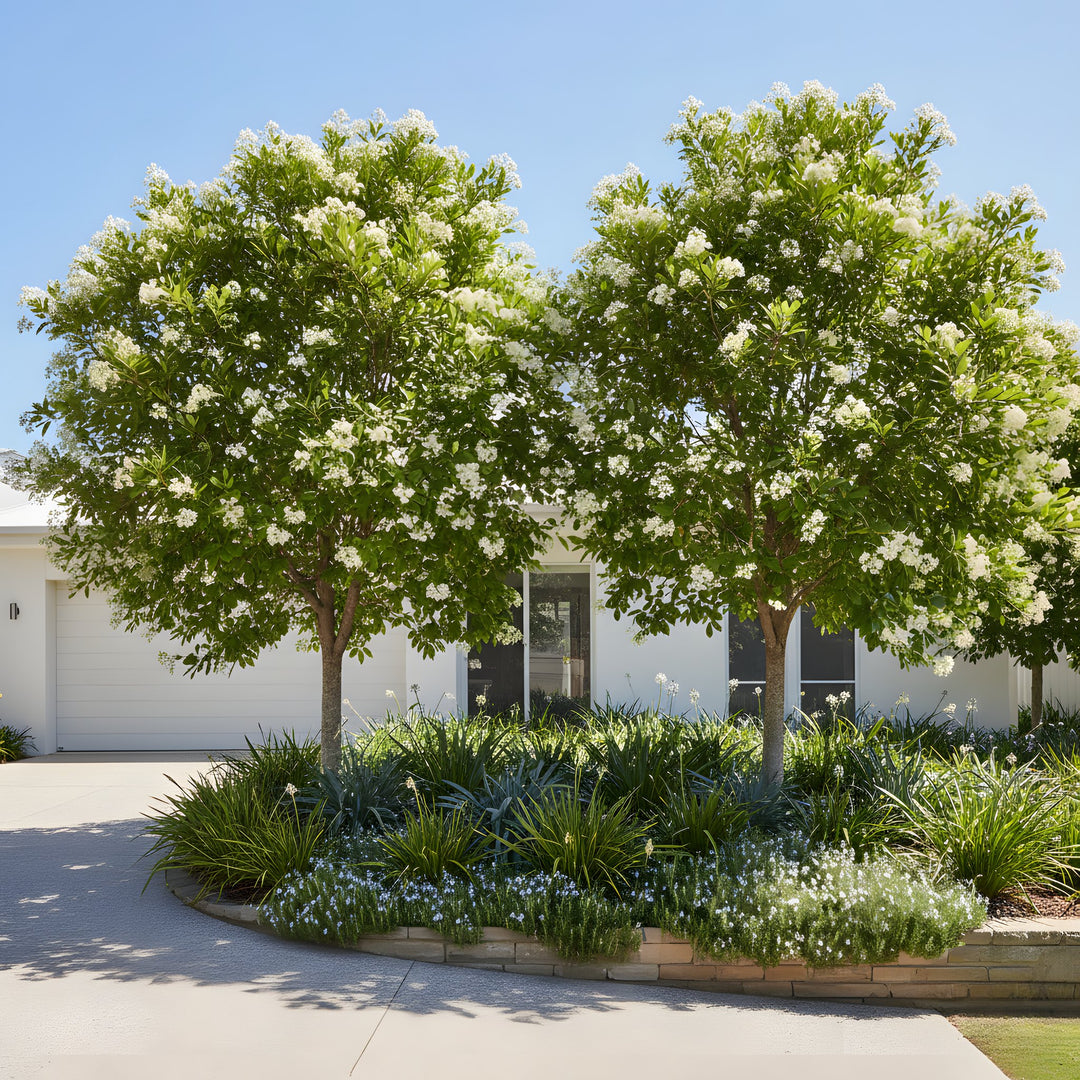 Waterhousea floribunda 300mm Pot for sale Adelaide Plant Co
