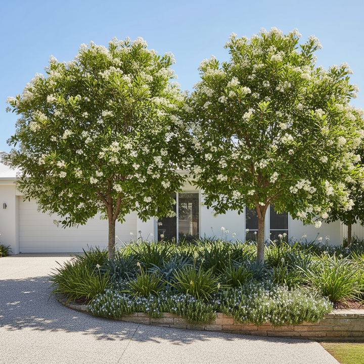 Waterhousea floribunda