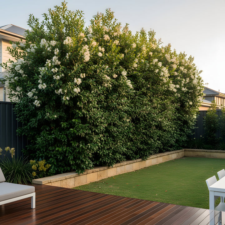 Waterhousea floribunda 400mm Pot for sale Adelaide Plant Co