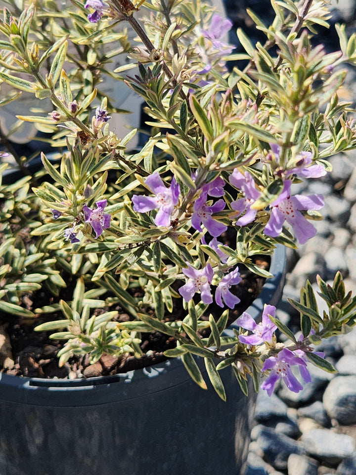 Westringia brevifolia raleighii &