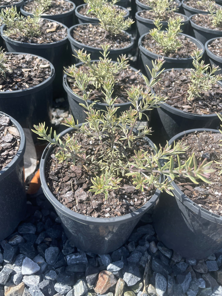 Westringia brevifolia raleighii &