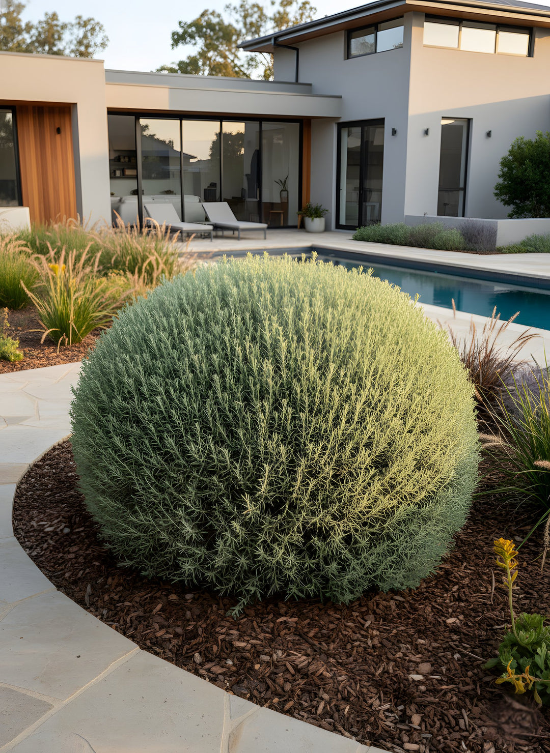 Westringia fruticosa 140mm Pot for sale Adelaide Plant Co