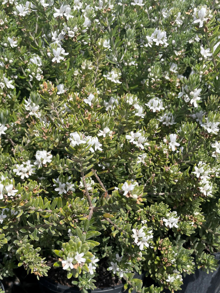 Westringia fruticosa