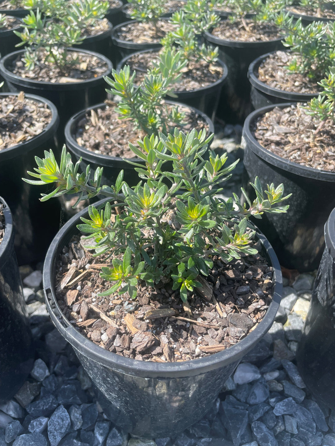 Westringia fruticosa