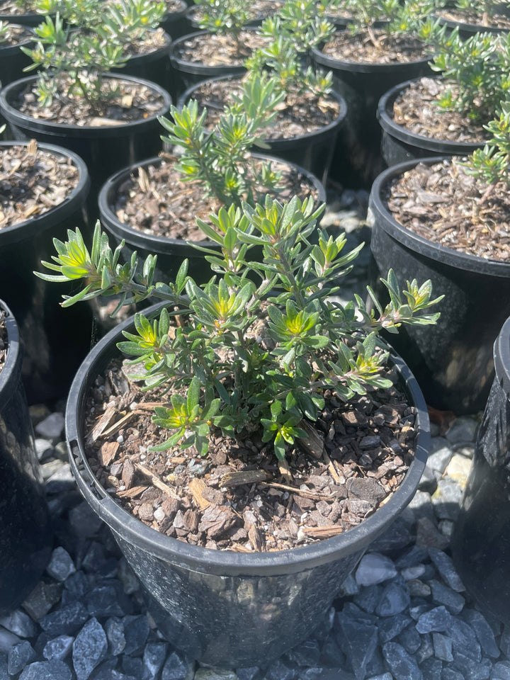 Westringia fruticosa