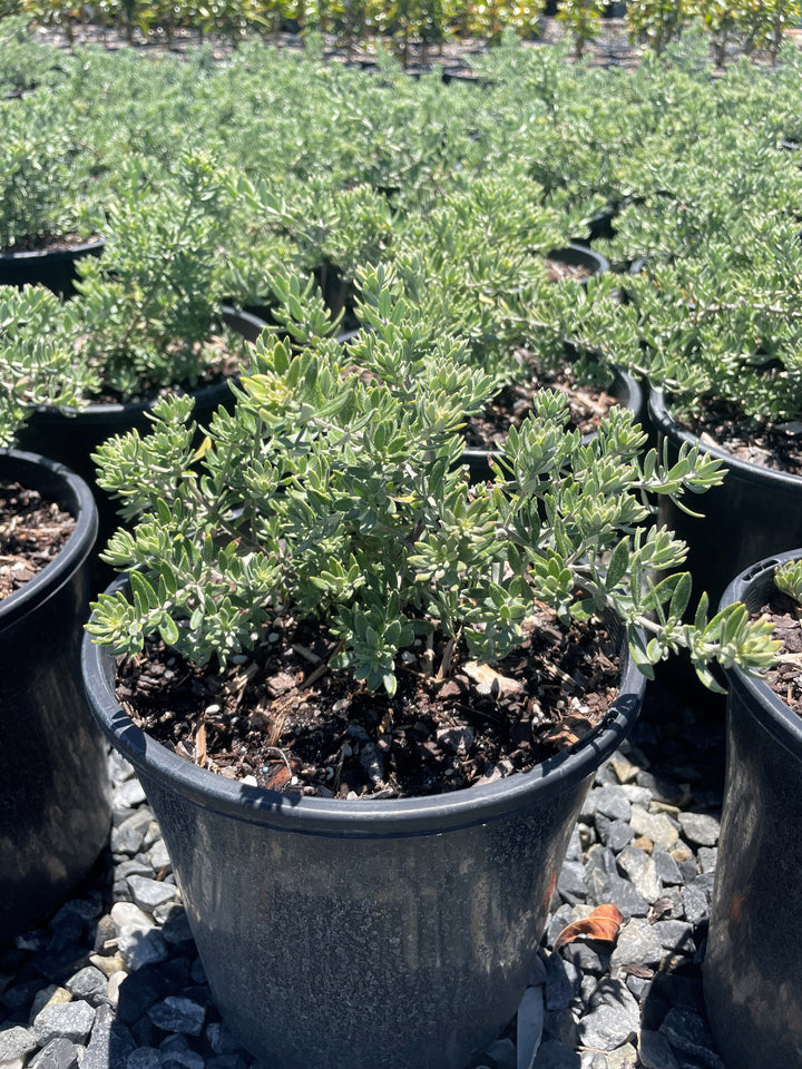 Westringia fruticosa for sale Adelaide Plant Co