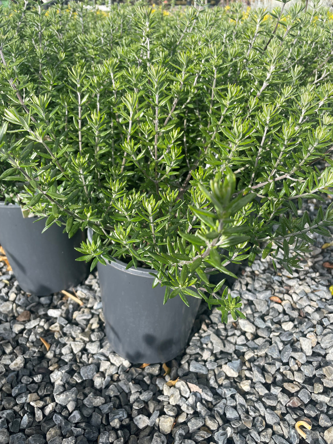 Westringia fruticosa 5L Pot for sale Adelaide Plant Co