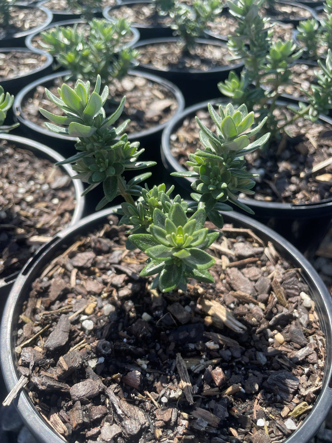 Westringia Fruticosa 'Grey Box'