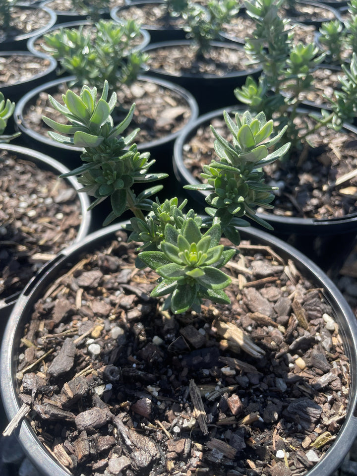 Westringia Fruticosa 'Grey Box'