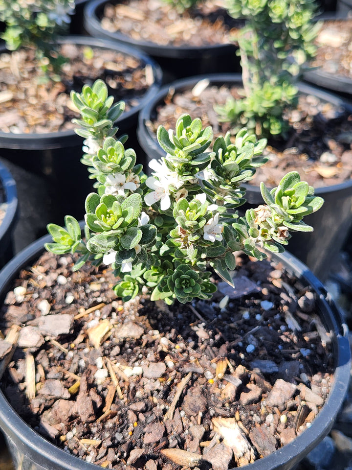 Westringia Fruticosa 'Grey Box'