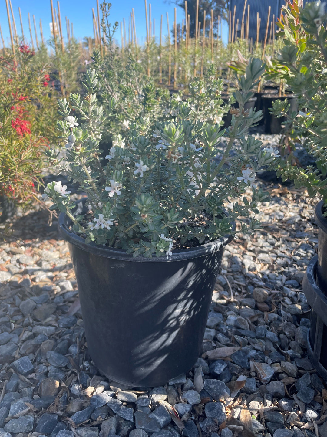 Westringia Fruticosa &