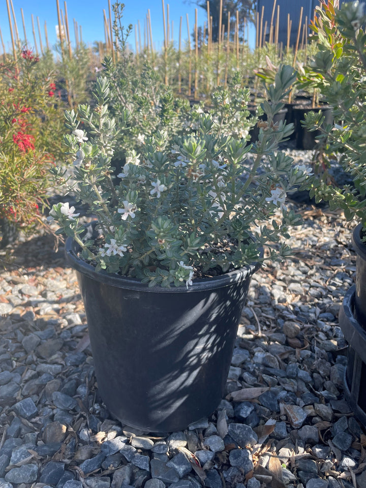 Westringia Fruticosa &