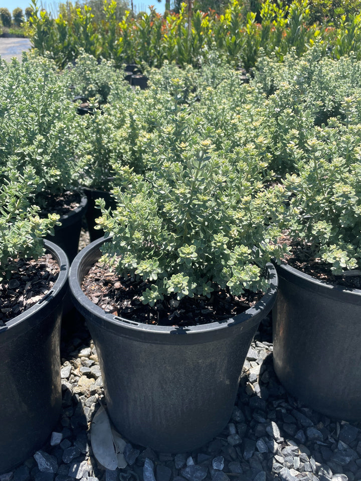 Westringia Fruticosa &